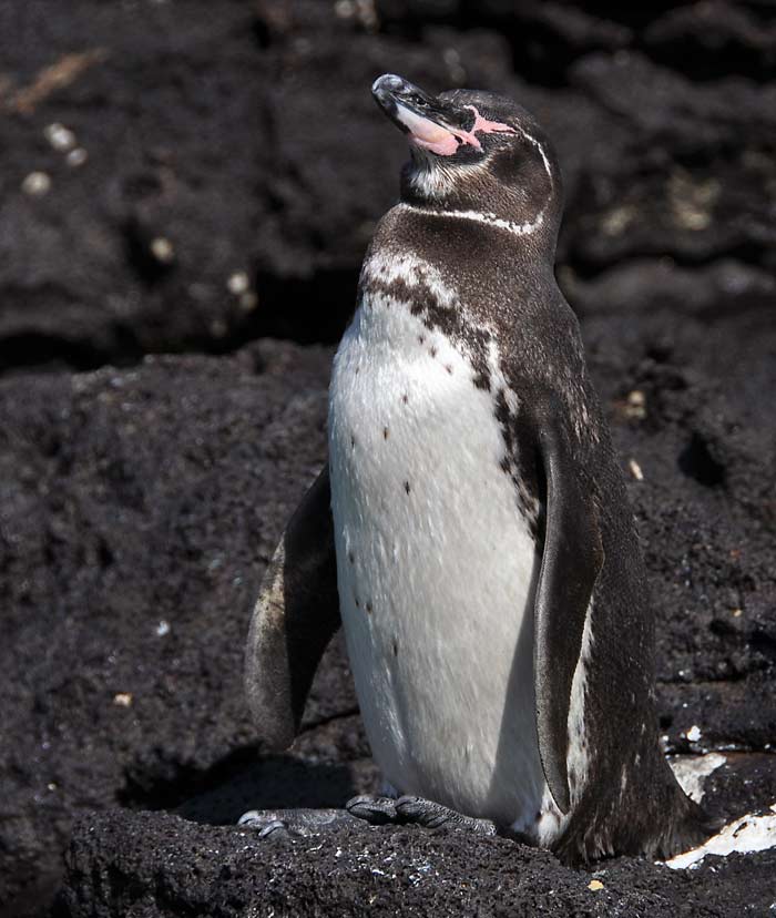 Galápagos penguins Spheniscus mendiculus