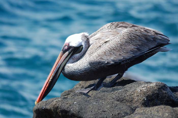 Brown pelican Pelicanus occidentalis urinator