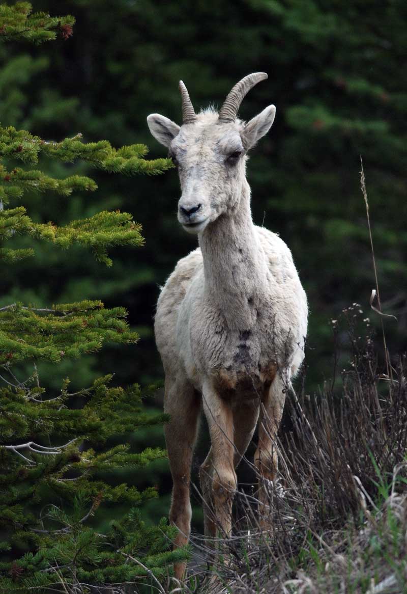Female bighorn sheep