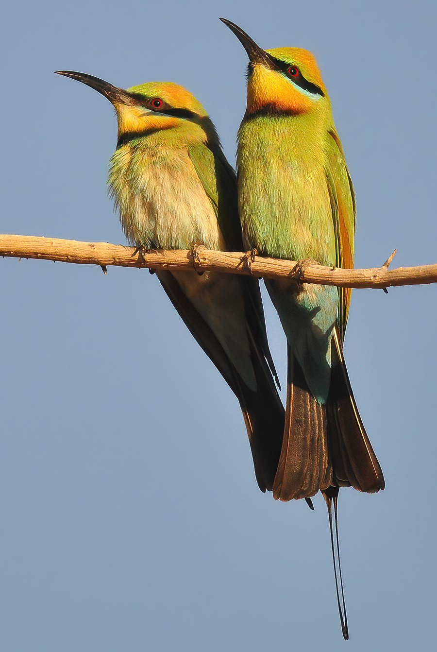 Rainbow Bee-eater (Merops ornatus