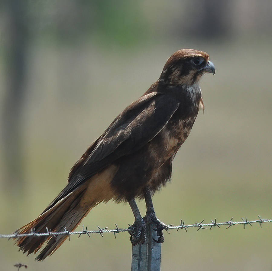 Brown Falcon Falco berigora