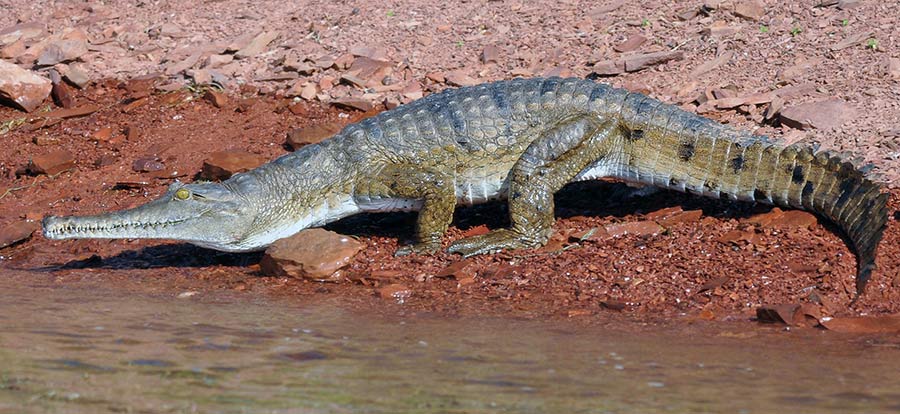 Freshwater Crocodile (Johnston Crocodile) (Crocodylus johnstoni), Lake Argile, WA
