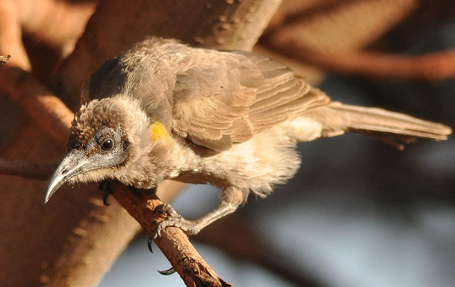 Little Friarbird (Philemon citreogularis