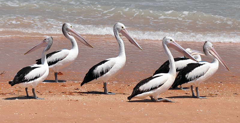 Pelicans Pelecanus conspicillatus