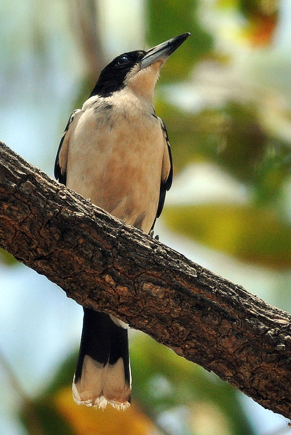 Silver-backed Butcherbird (Cracticus argenteus