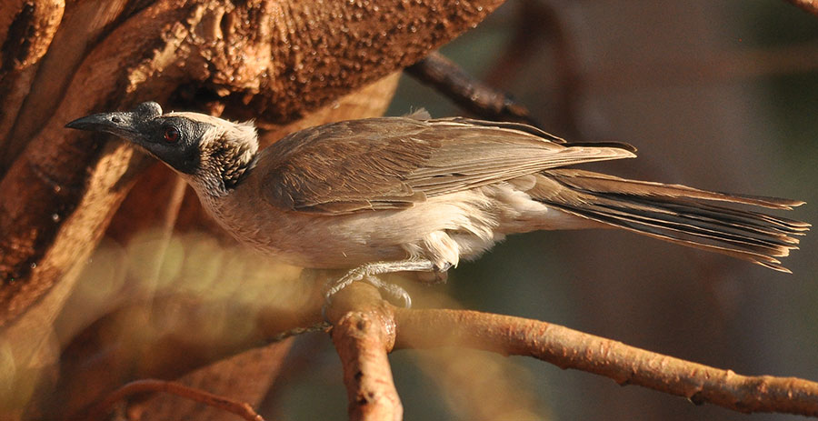 Silver-crowned Friarbird (Philemon argenticeps