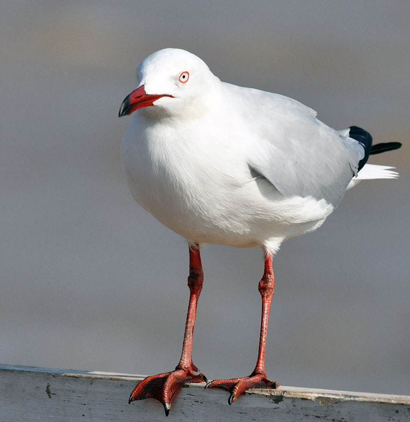 Silver Gull Larus novaehollandiae