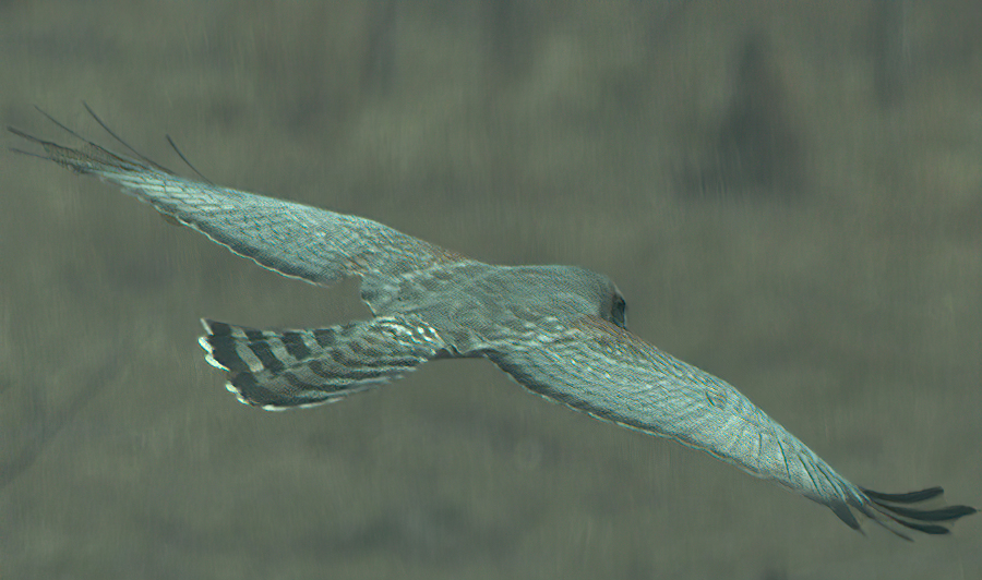 Spotted harrier