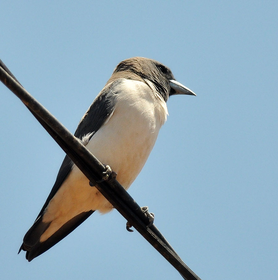 White-Breasted Woodswallow (Artamus 